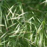 Wild Oat