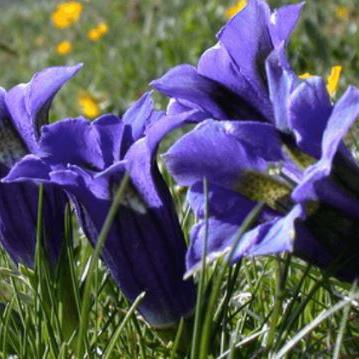 Gentian