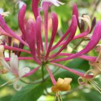 Honeysuckle