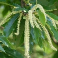 Sweet Chestnut